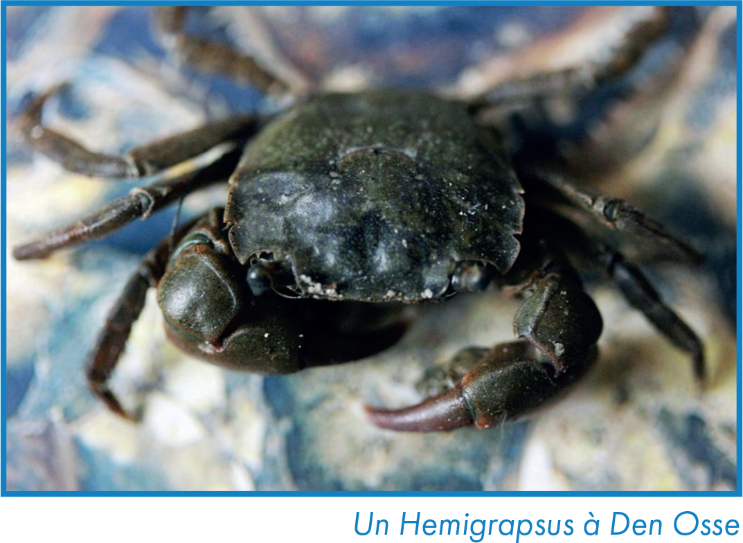 Un Hemigrapsus à Den Osse