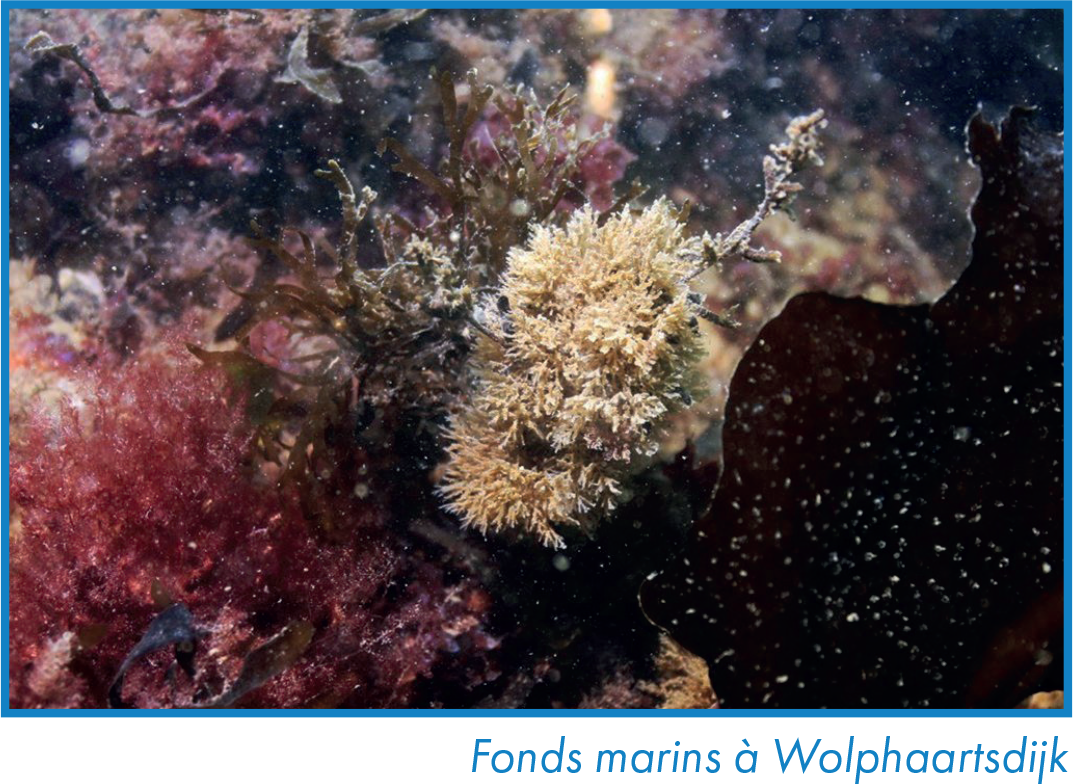 Fonds marins à Wolphaartsdijk